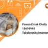 Pawon Emak Chelly