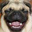 Mr Pugs.