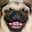 Mr Pugs.