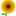 Lil Sunflower Lil Sunflower