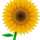 Lil Sunflower Lil Sunflower