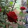 Alfi
