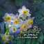 زهرا مهدوی