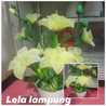 Lela Lampung 