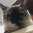 Angie 