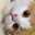 Dwi Rahayu