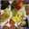 Entre Fogones -Sonny-