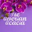 The Algerian Acacia