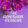 The Algerian Acacia The Algerian Acacia