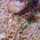 Maryam Ahmad