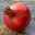 Pomegranate Pomegranate