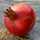 Pomegranate Pomegranate