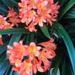 Jasminflower