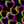Caritocent