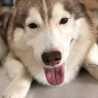 Persy