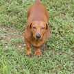 Barbie Hockenberry Widmer