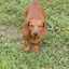 Barbie Hockenberry Widmer