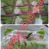 Juragan Pisang Ijo
