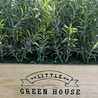 Little Green House