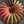 Nietz