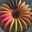 Nietz