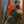 Matias Bandicoot Matias Bandicoot
