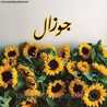 أم جوزال
