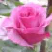 GalaFlores