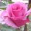 GalaFlores
