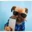 Wilma Octavianus