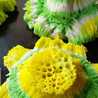 Aurel Fenysia