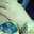 Safia