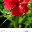Lilik Sukesih