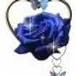 Velvet Rose
