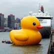 Anak Bebek