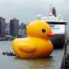 Anak Bebek Anak Bebek