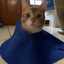 Mishella