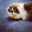Dude That Loves Cats Dude That Loves Cats