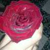 *MARIAM*
