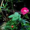 aulia's Kitchen aulia's Kitchen