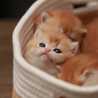 Foody Buddy