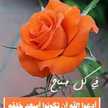 اليمامة البيضاء