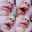 Imene