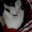Gabii 