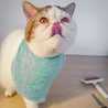 Echy L