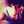 sotia_ch sotia_ch