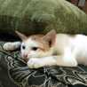 Thipuss Moong