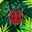 Lobelia Quinn Lobelia Quinn