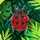 Lobelia Quinn