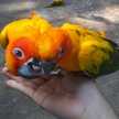 Lovely Fahmi